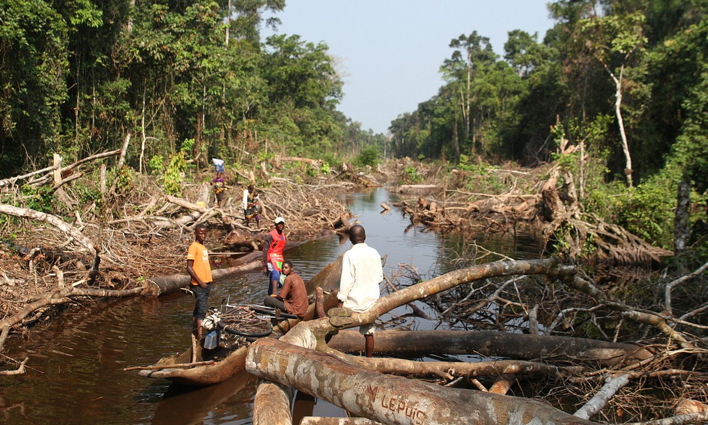 Deforestazioaren bilakaerari buruzko azken txostenaren arabera, Kongok bere basoen %35 galdu zituen 2001etik 2021era. OSKAR EPELDE JULDAIN.