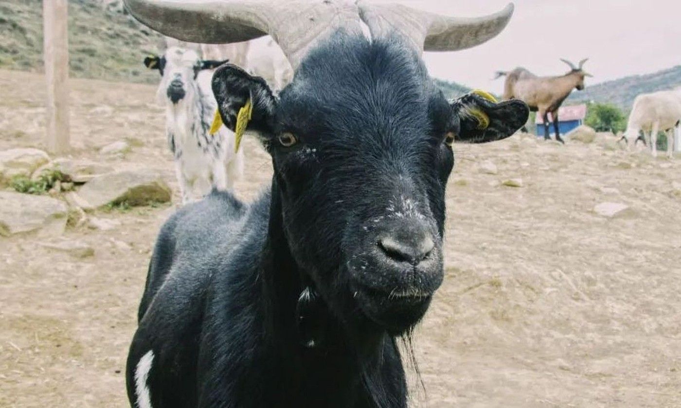 Corazon Verde babeslekuko bi asto. CORAZON VERDE.