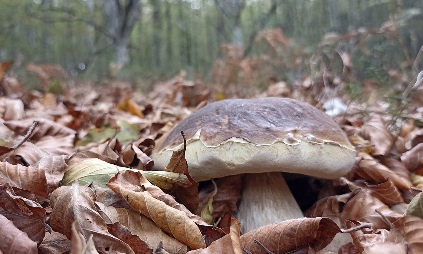 Orbel artean gora egindako onddoak (Boletus edulis). E. T. S.