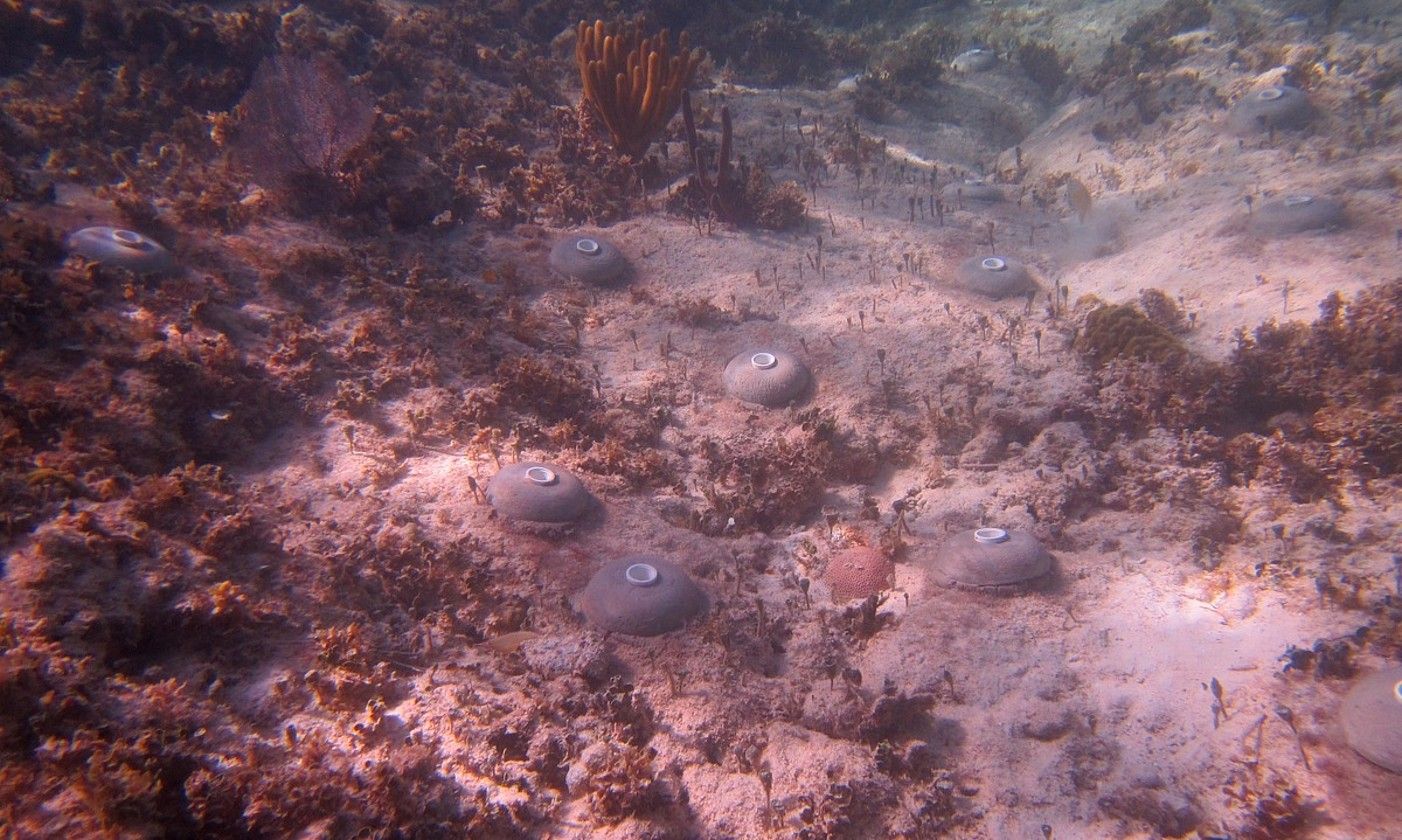 Mexikoko koral arrezifeak kaltetuta daude turismoarengatik (artxiboko irudia). OCEANUS.