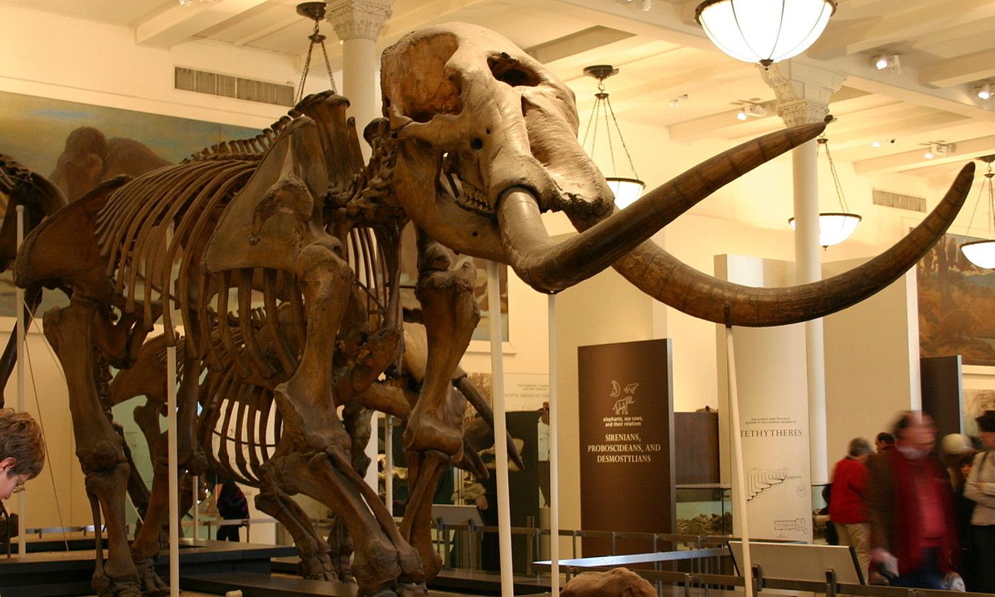 Mastodonte baten hezurdura, Historia Naturalaren Amerikako Museoan, New Yorken. AMNH.
