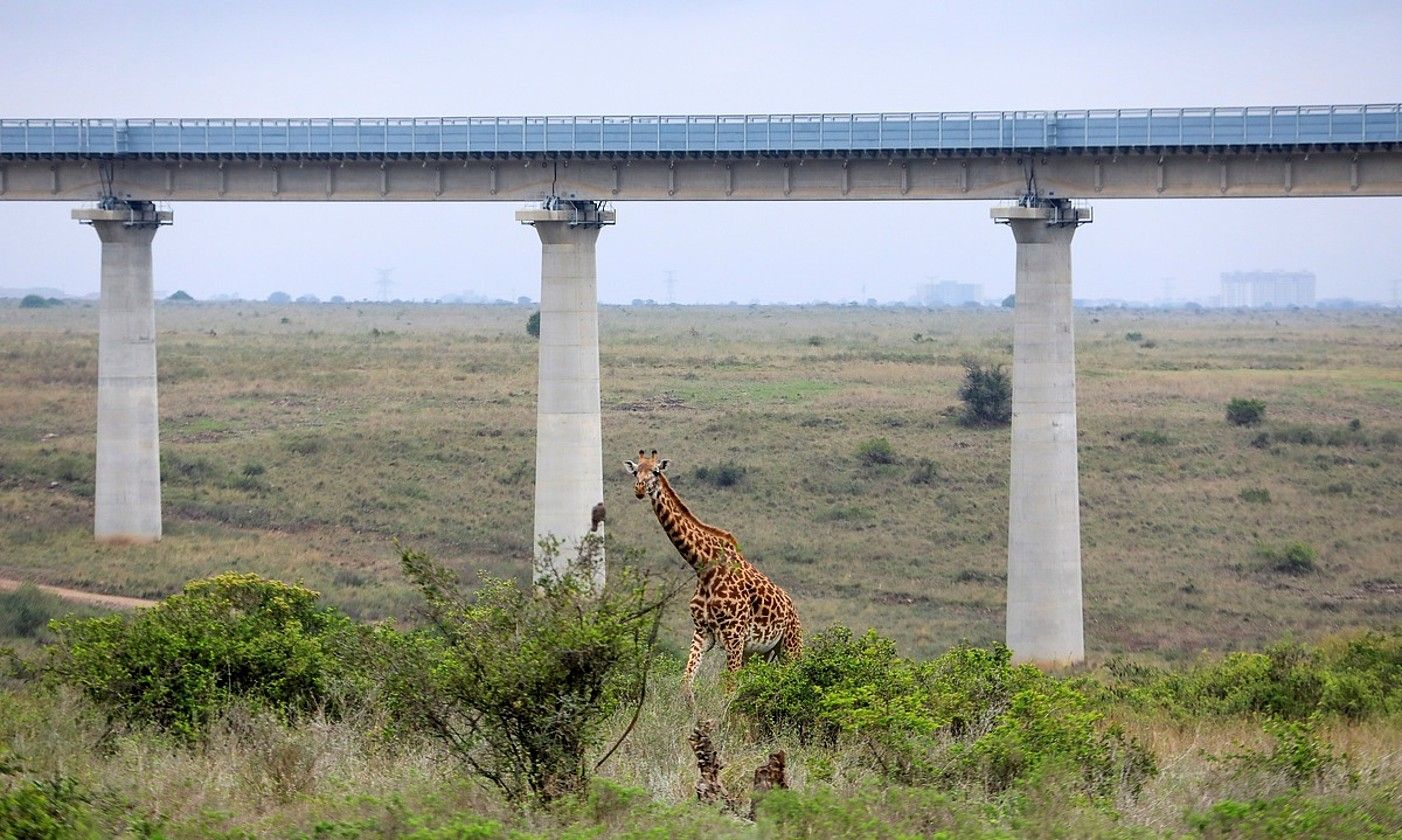 Txinaren diruarekin finantzatutako trenbidea, Nairobiko parke nazionaletik igarotzen. DANIEL IRUNGU / EFE.
