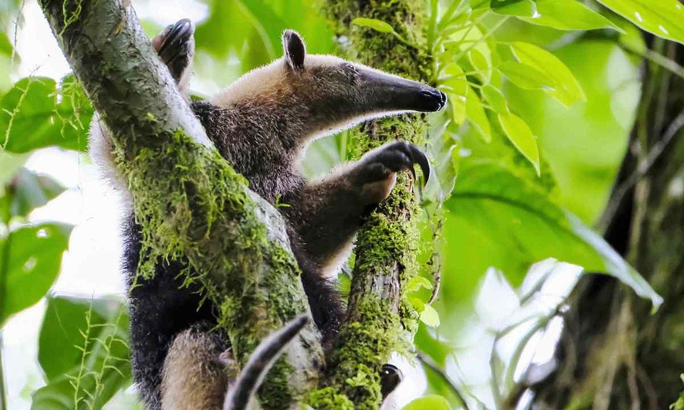 Hartz inurrijale bat, Costa Rican; herrialde horrek munduko biodibertsitatearen %6 biltzen du. J. ARGUEDAS / EFE.