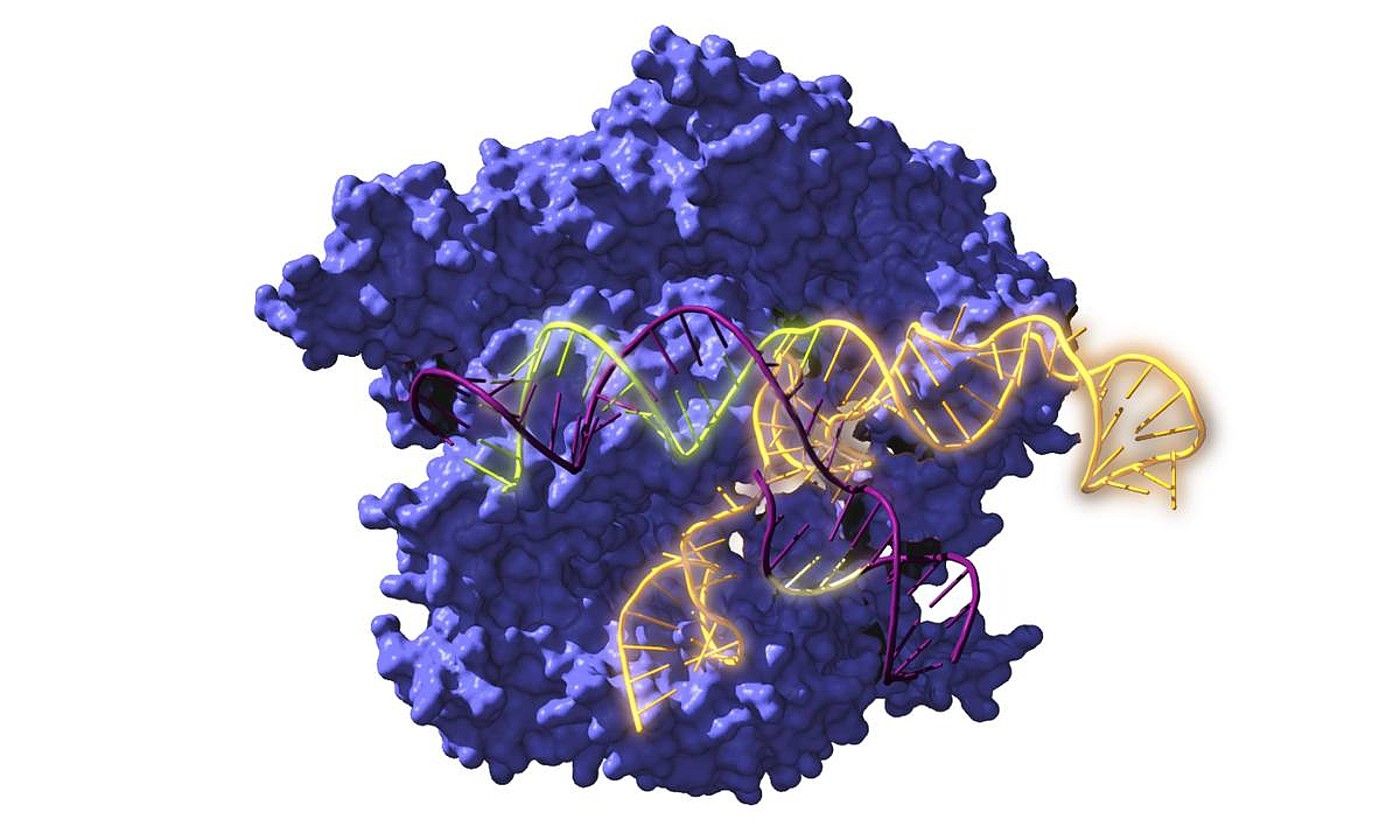 Cas9 entzima endonukleasa DNA objektiboaren gainean jarduten. CIC NANOGUNE.