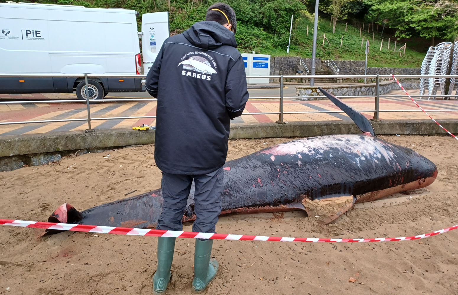 Lehorreratutako itsas animalia baten gorpua, hondartzan. EHU