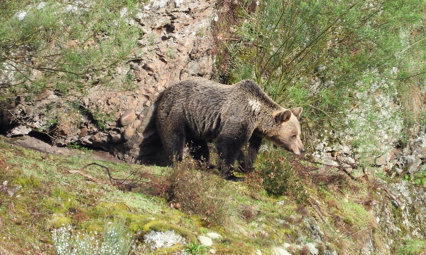 Hartz bat, Asturiasko (Espainia) mendi batean, artxiboko irudi batean. JOXERRA AMOROS OSKOZ.