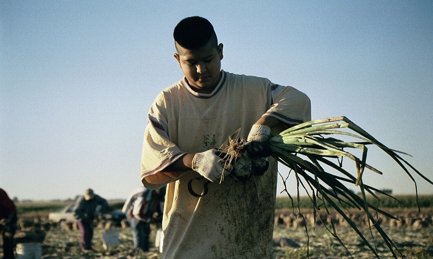 Haurrak tipulak jasotzeko lanetan, Weld Countyn, Coloradon. #BARRA_ABILDUA#CHILDLABORCLC / TWITTTER.