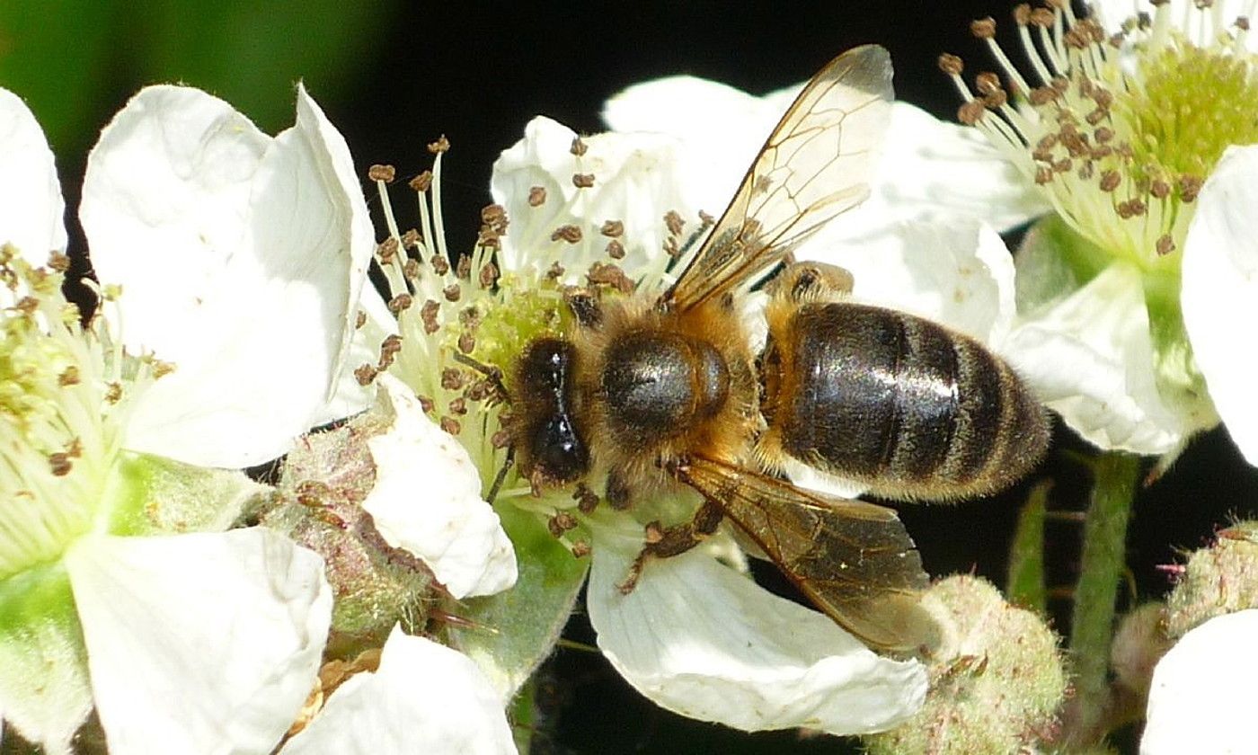 Erle beltza, Apis mellifera mellifera nigrotorax. BERRIA.