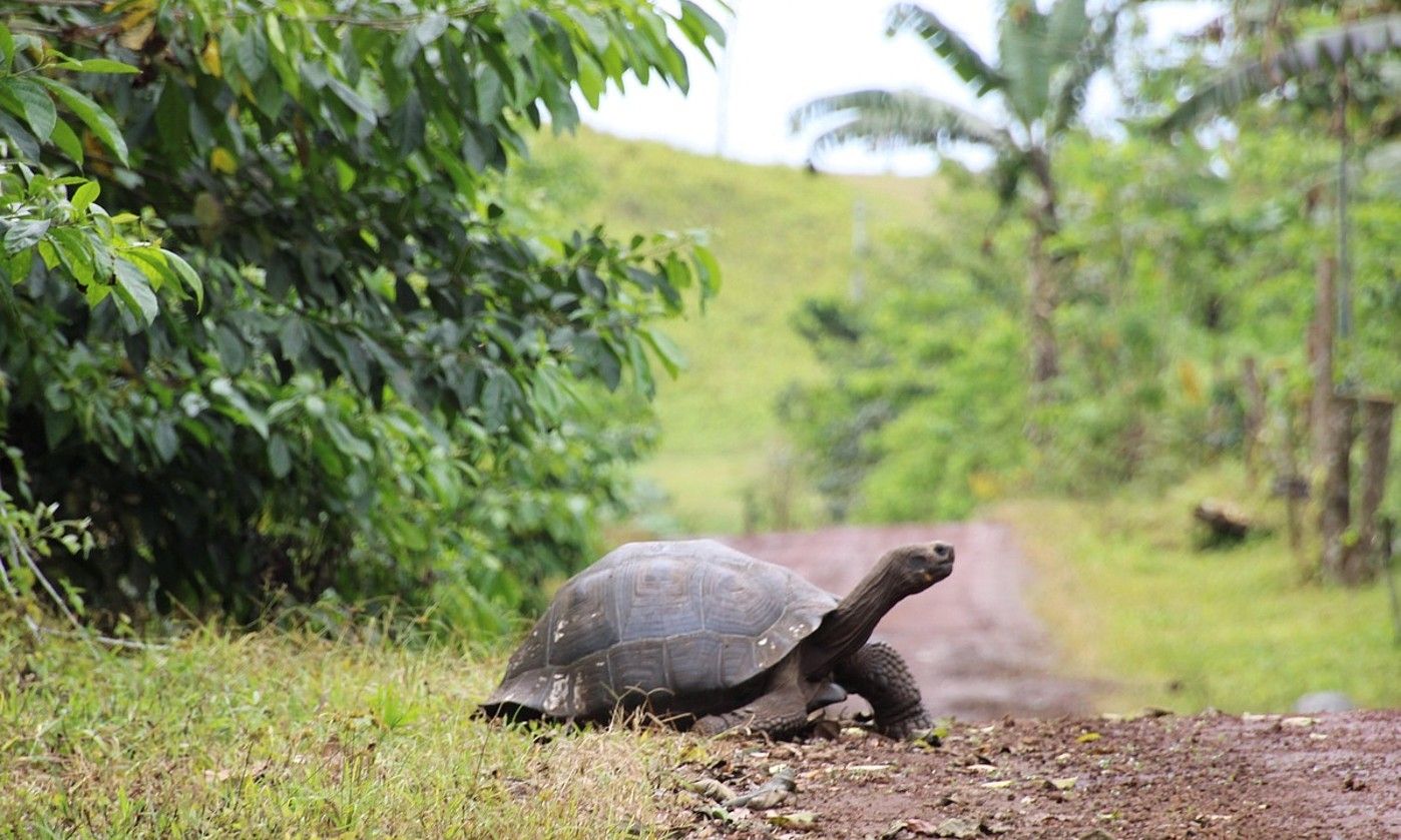 Galapago uharteetako dortoka erraldoi bat, 2021ean. DANIELA BRIK / EFE.