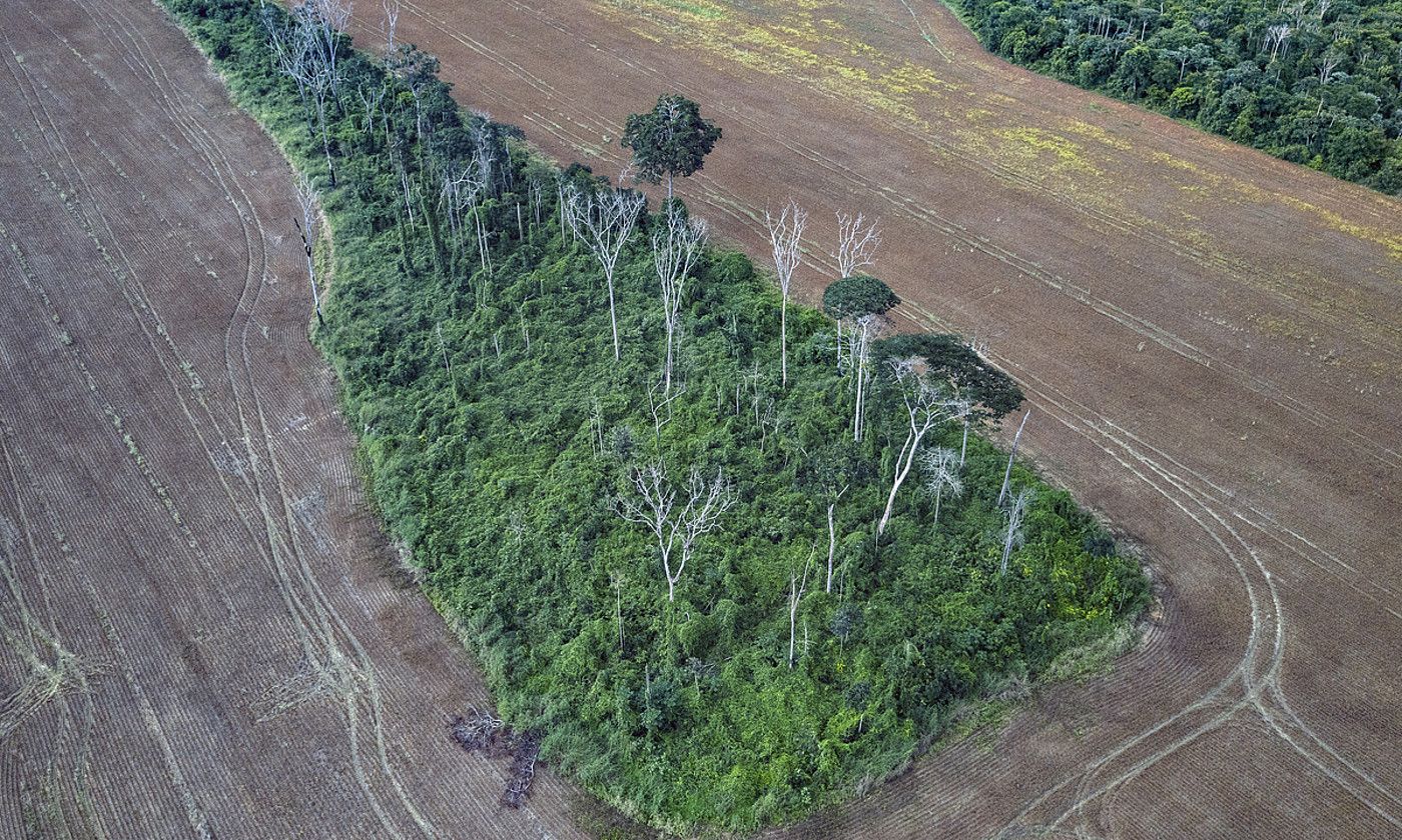 Brasilgo Amazoniako oihanaren parte bat, ingurua kiskalita dagoela, sute handi bat izan ondotik. MARIZILDA CRUPPE / EFE. Brasilgo Amazoniako oihanaren parte bat, ingurua kiskalita dagoela, sute handi bat izan ondotik. MARIZILDA CRUPPE / EFE.