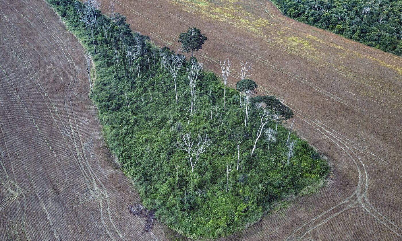 Brasilgo Amazoniako oihanaren parte bat, ingurua kiskalita dagoela, sute handi bat izan ondotik. MARIZILDA CRUPPE / EFE.