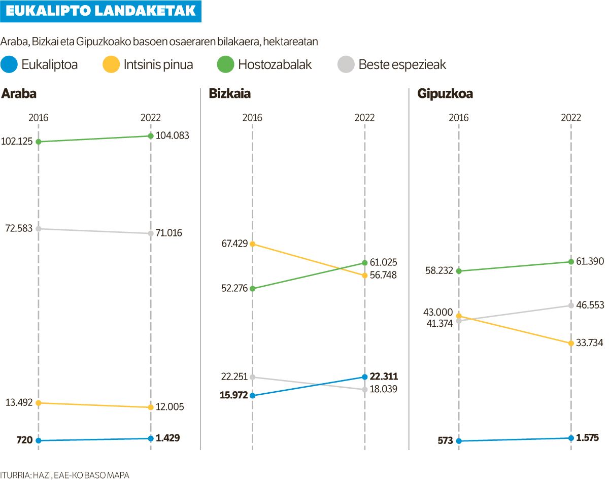 Eukalipto landaketen hedadura %46 handitu da sei urtean.