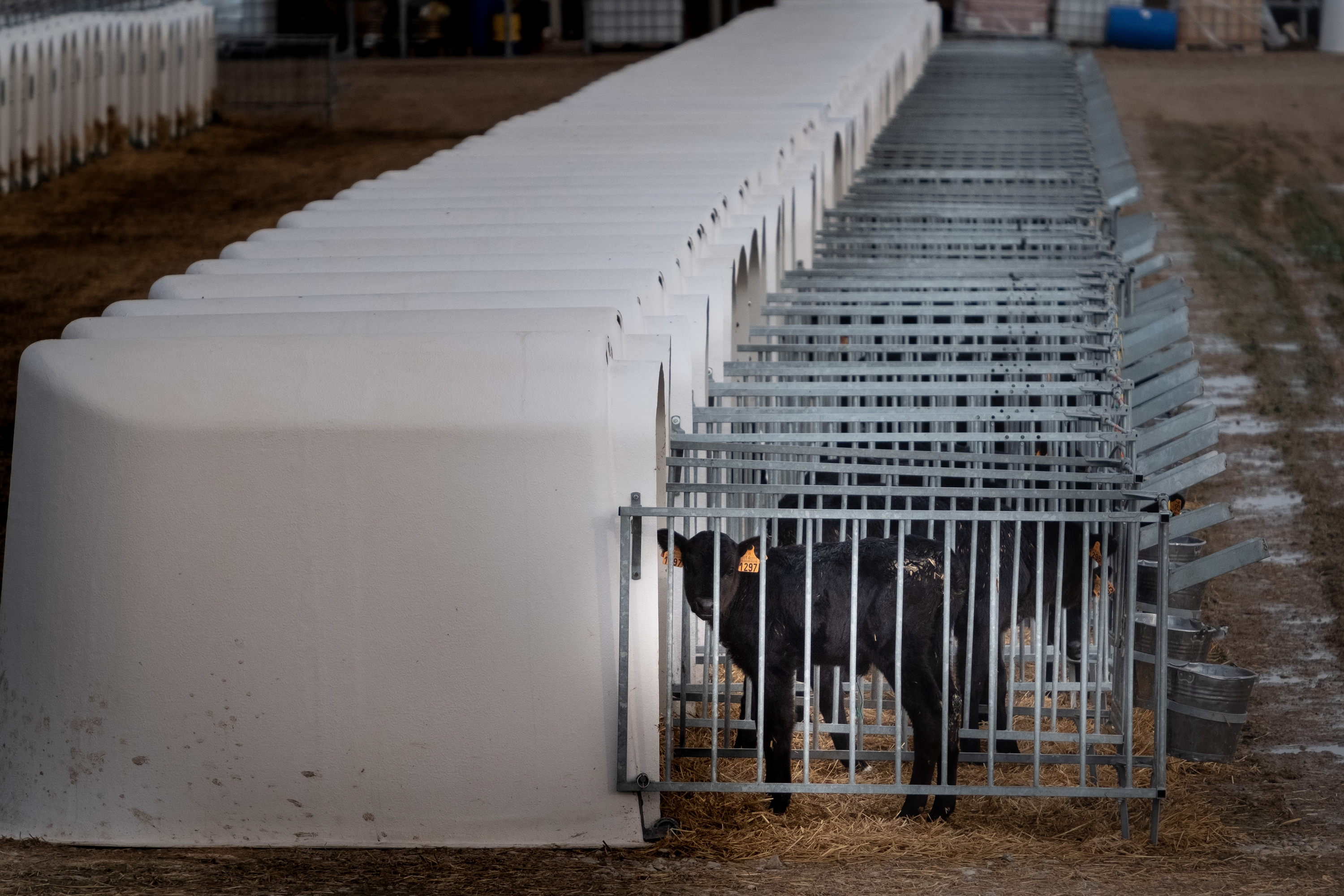 Valle de Odieta enpresaren Caparrosoko makroetxaldean esplotatzen dituzten aratxeetako hainbat, kaiolatan itxita. PEDRO ARMESTRE-GREENPEACE 