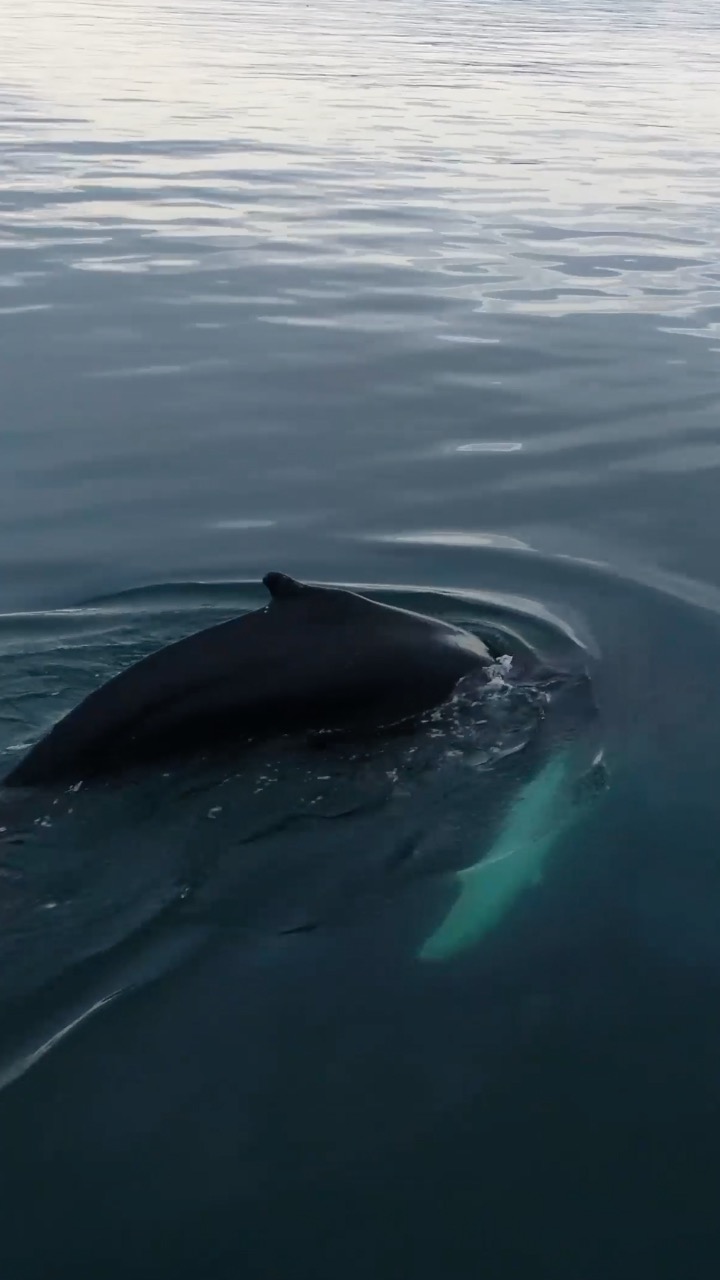 ORCA