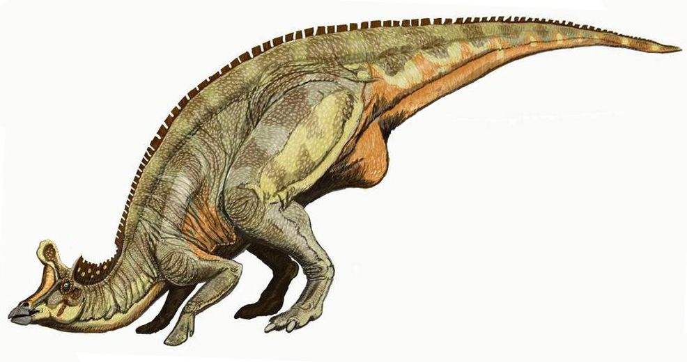 Lambeosaurus lambei bat. Ð”Ð¸Ð‘Ð³Ð´ ETA FUNKMONK.