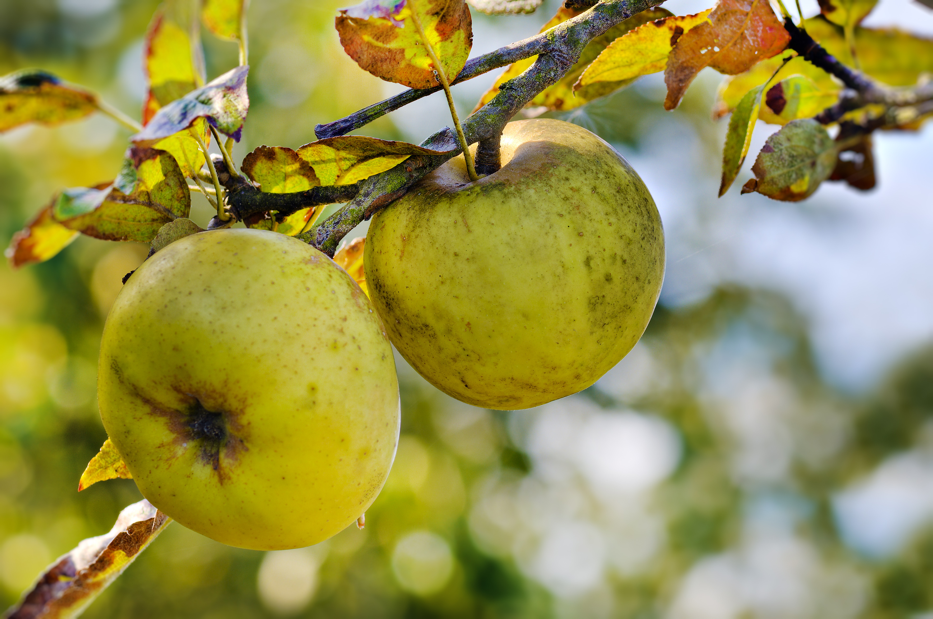 Oso kaloria gutxiko fruta da sagarra. SAGARRAREN LURRALDEA