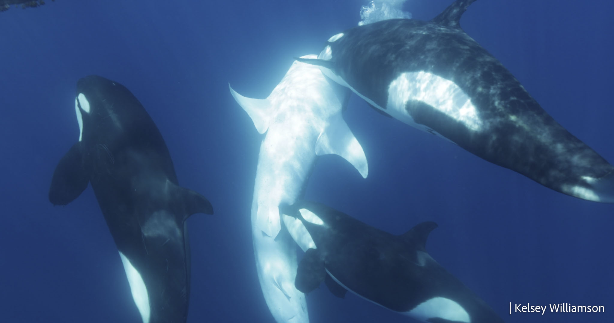 Orka talde bat uretan. FRONTIERS IN MARINE SCIENCE / KELSEY WILLIAMSON / EFE