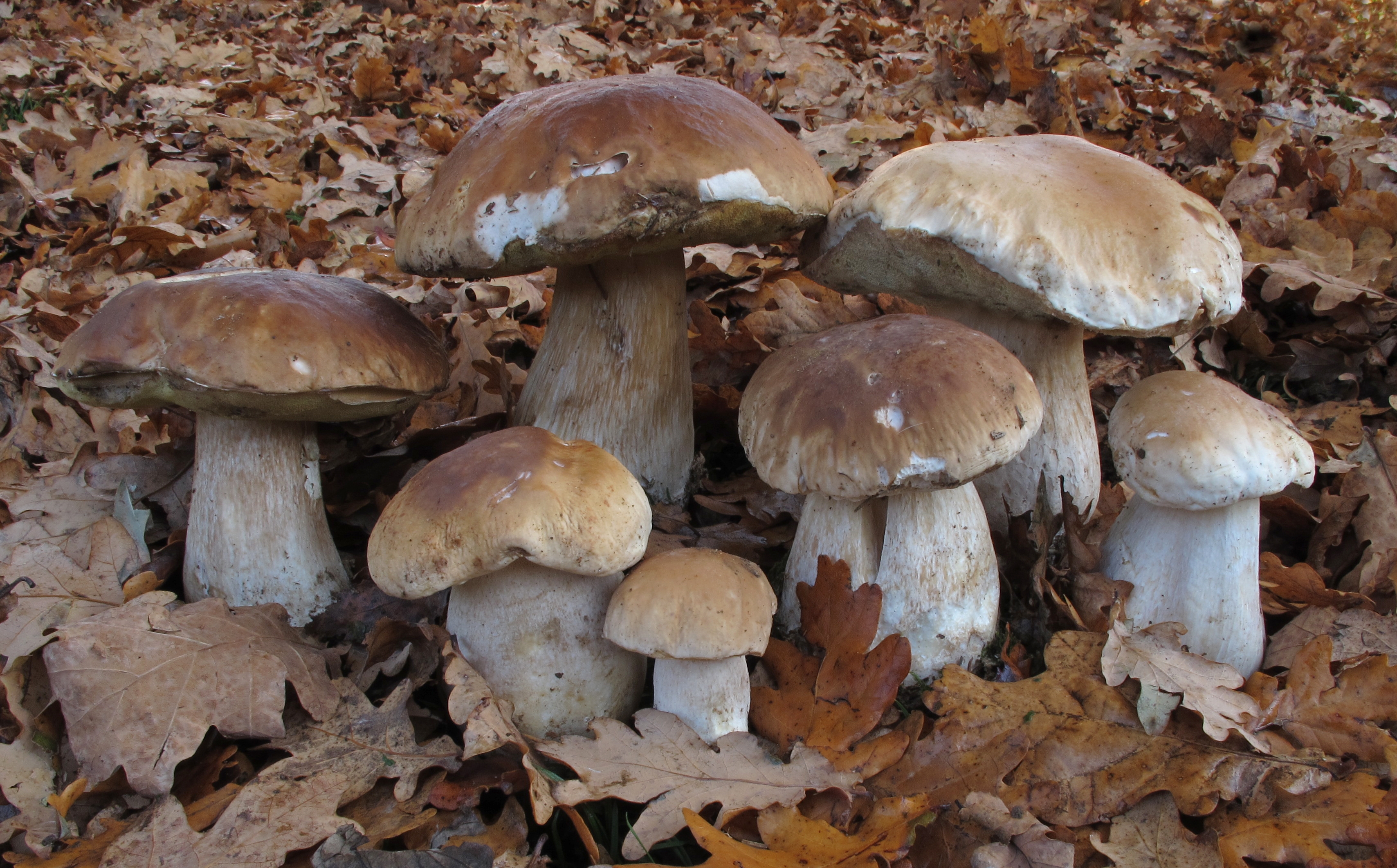 'Boletus edulis', udazkeneko onddo zuria, Gorbeialdeko Parke Mikologikoan. PATXI GIRALDO