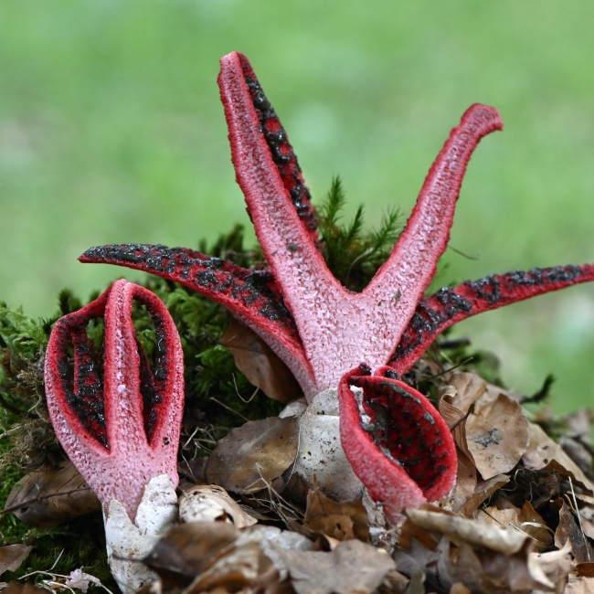 Clathrus archeri 74 Clathrus archeri 74
