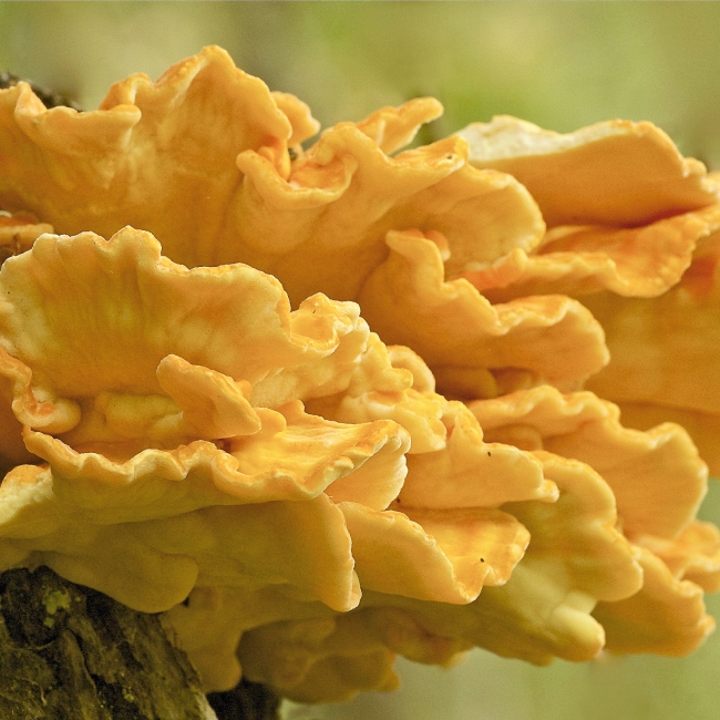 Laetiporus sulphureus 63 Laetiporus sulphureus 63