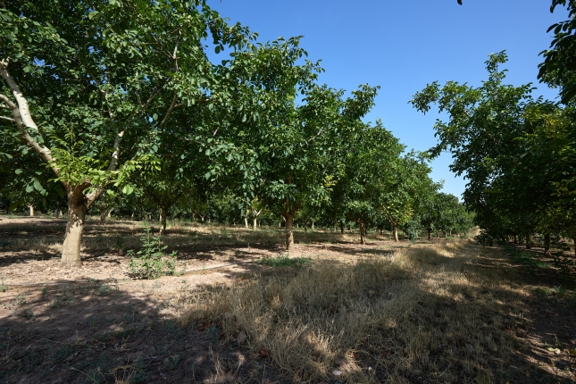 Nueces Monte Sesmaren intxaurrondoak. J.P URDIROZ - INTIA Nueces Monte Sesmaren intxaurrondoak. J.P URDIROZ - INTIA