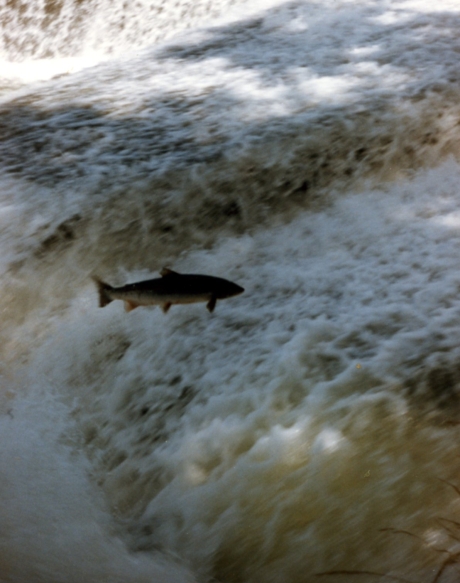 Izokin bat Bidasoan, artxiboko irudi batean. MIKEL ELIZONDO Izokin bat Bidasoan, artxiboko irudi batean. MIKEL ELIZONDO