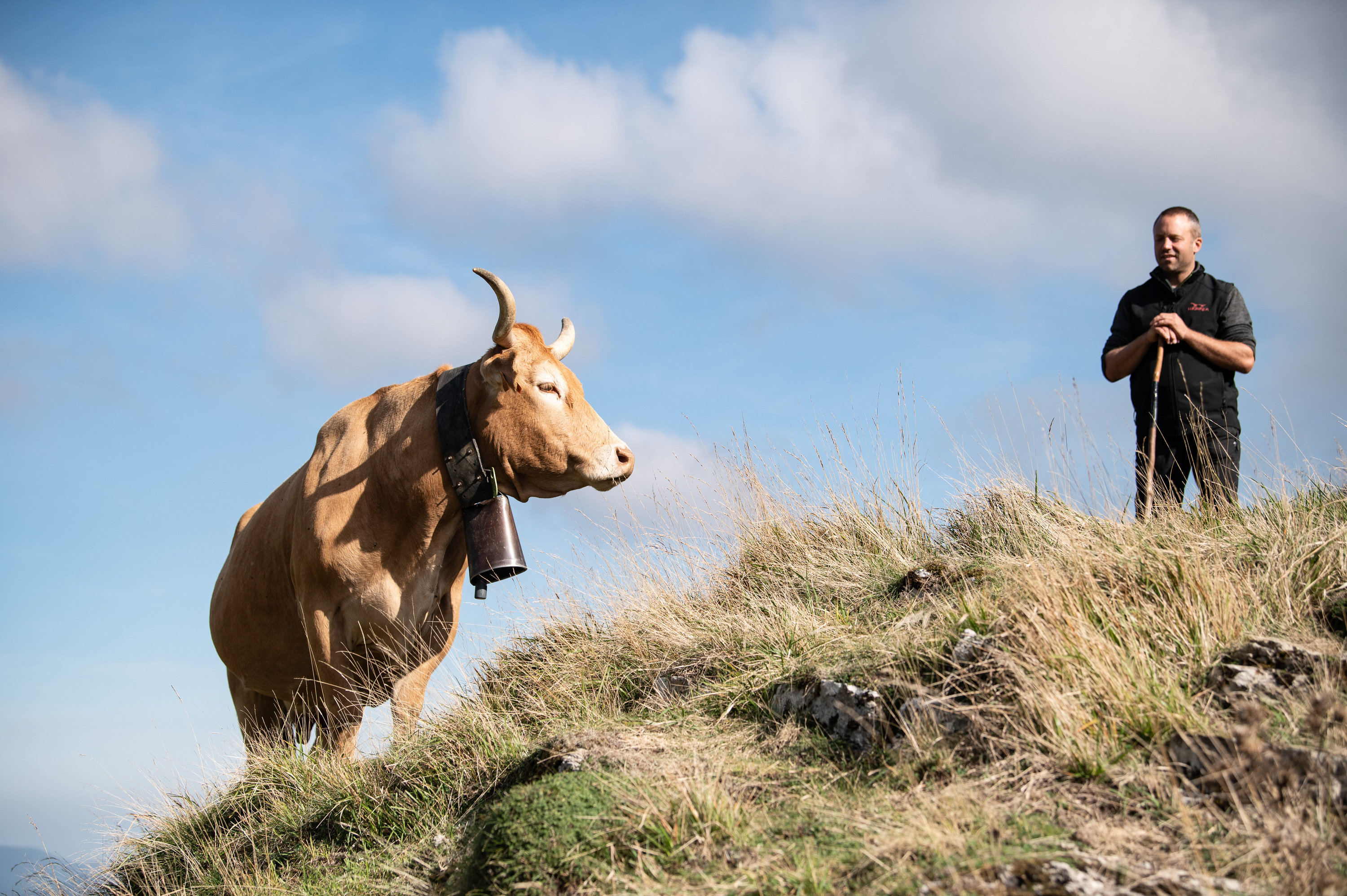 Peio Elizetxeren behi piriniotar bat, Harpea gainetan, Garazin, urrian. PATXI BELTZAIZ