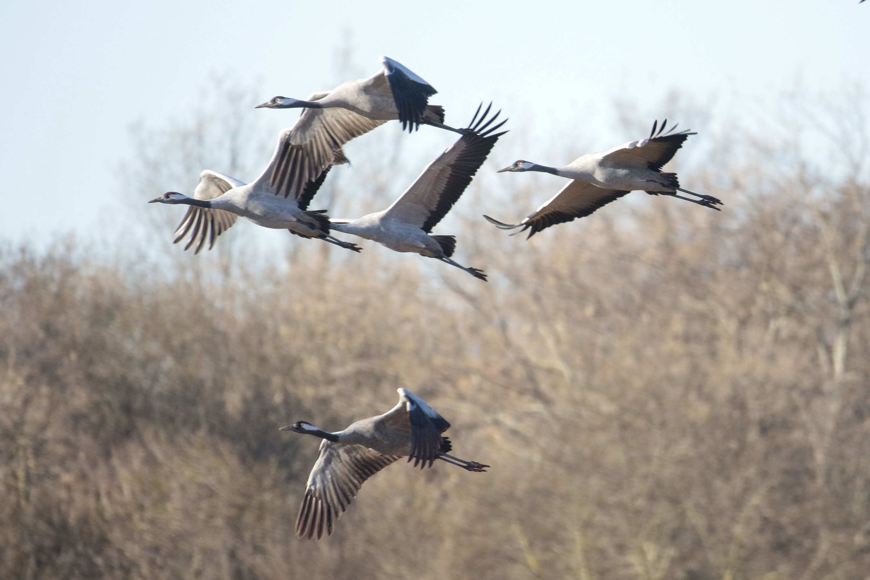 Kurrilo batzuk Ciudad Realen, Espainian. BELDAD / EFE