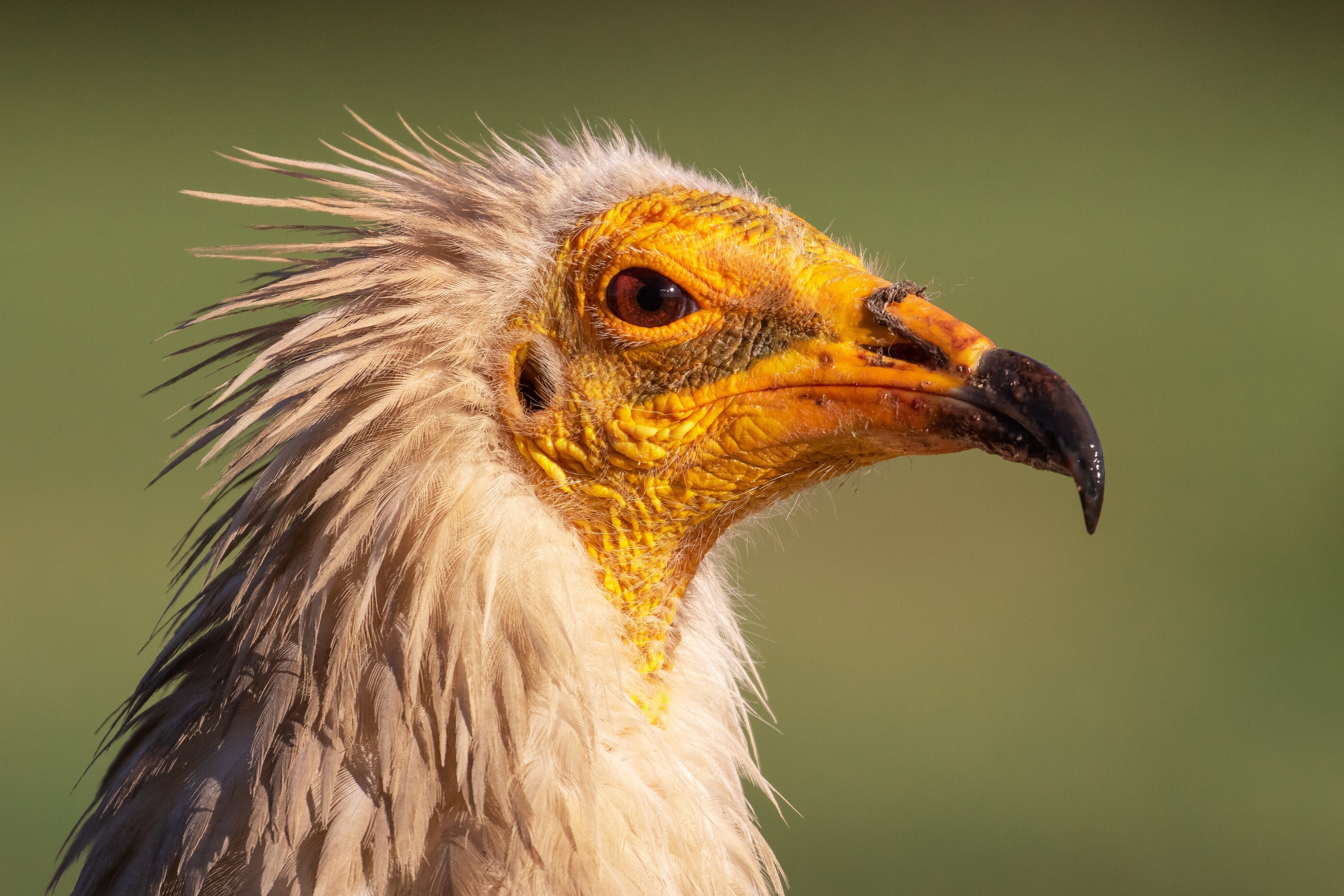 Sai zuri heldu baten argazkia. JUAN ARIZAGA