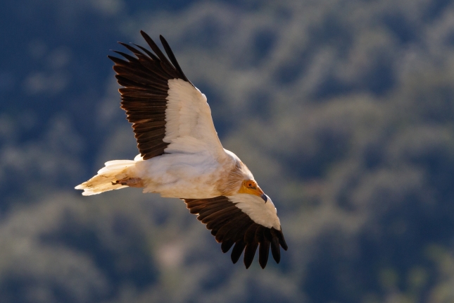 Nahiz eta sai zuria deitu, helduek hegoetan luma beltzak ere izaten dituzte. JUAN ARIZAGA