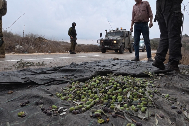 Zisjordanian, armada israeldarra oliben uzta trabatzen ari. PETTE TXIPI Zisjordanian, armada israeldarra oliben uzta trabatzen ari. PETTE TXIPI