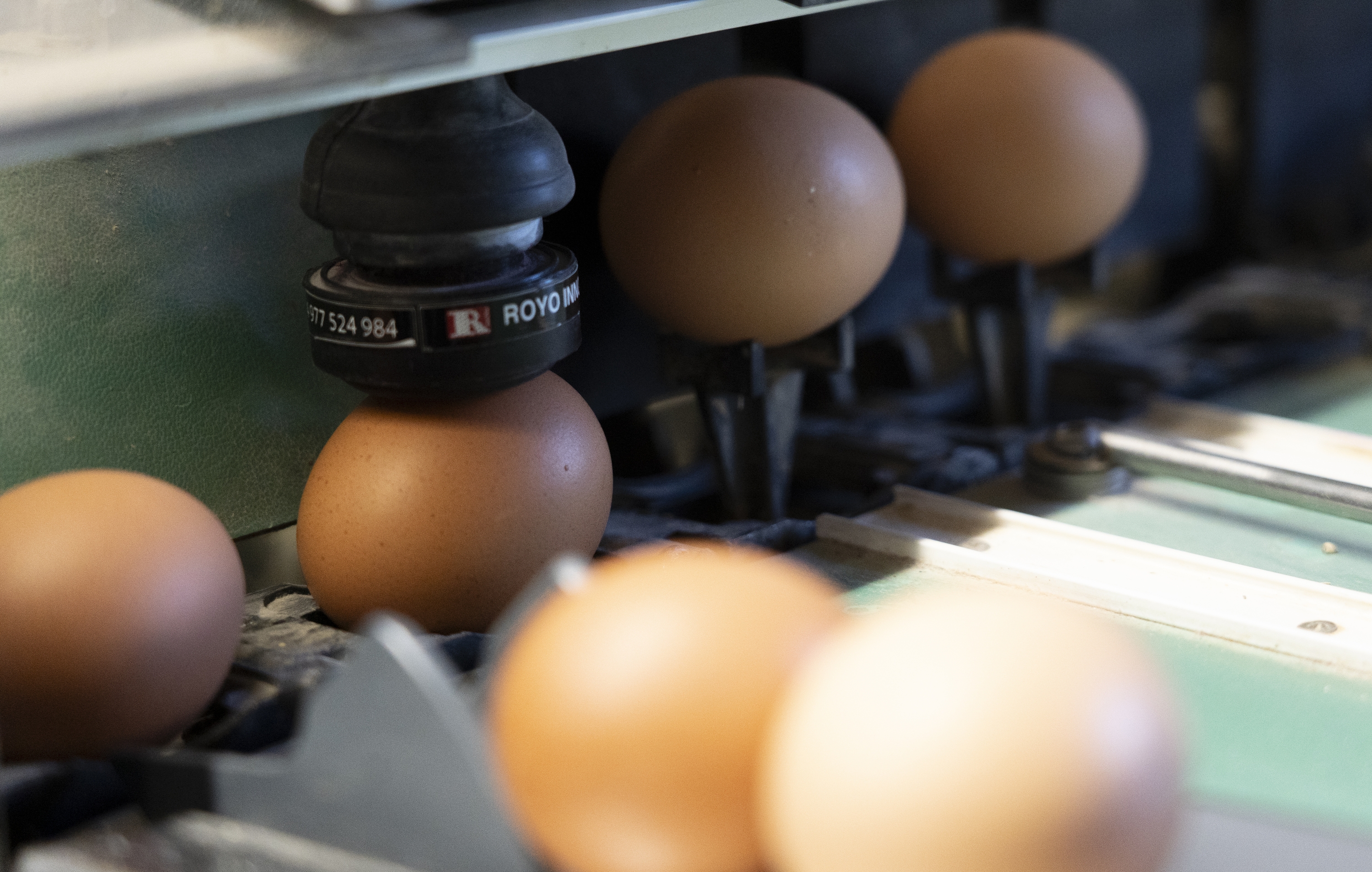 Arrautzak Nafarroako oilategi batean, artxiboko irudi batean. JAGOBA MANTEROLA / FOKU