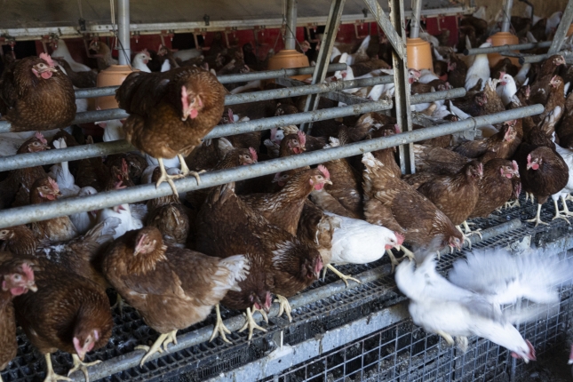 Hainbat oilo Nafarroako oilategi batean, artxiboko irudian. JAGOBA MANTEROLA / FOKU Hainbat oilo Nafarroako oilategi batean, artxiboko irudian. JAGOBA MANTEROLA / FOKU