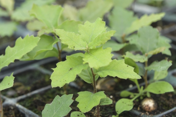 Tafallako Berdesia elkarteko kideen mintegiko arbolak. IDOIA ZABALETA / FOKU