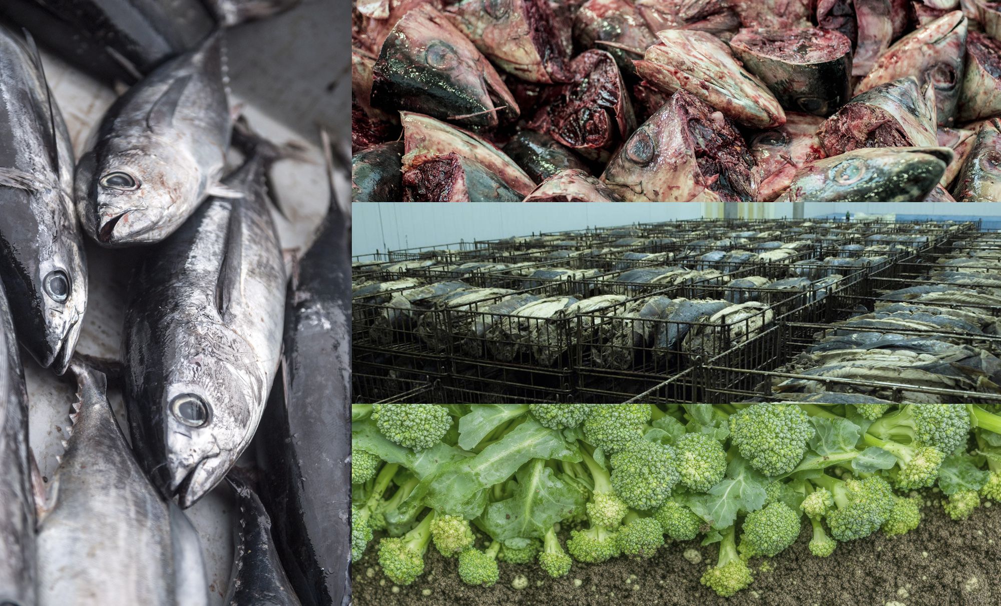 Hegaluzea freskotan, gatzunetan egosita, eta brokolia. BERRIA