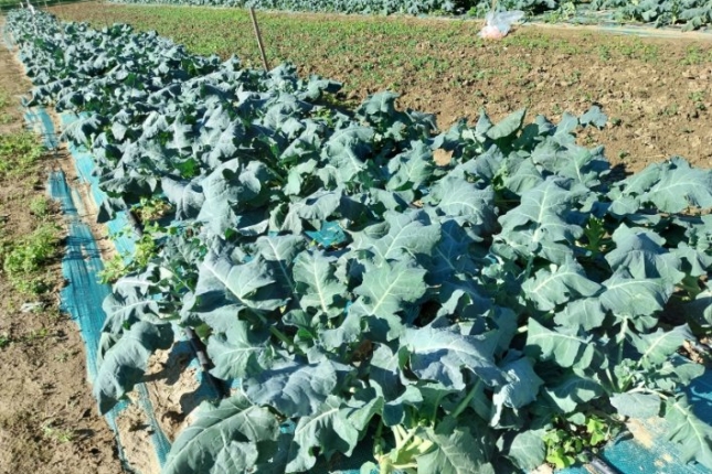 Hegaluzearen gatzuna tratatuz Derion landatutako brokoliak. NEIKERA