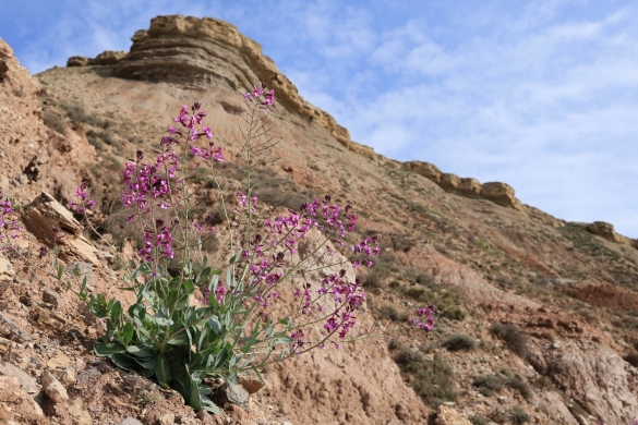 Moricandia moricandioides landarea. MIKEL LORDA Moricandia moricandioides landarea. MIKEL LORDA