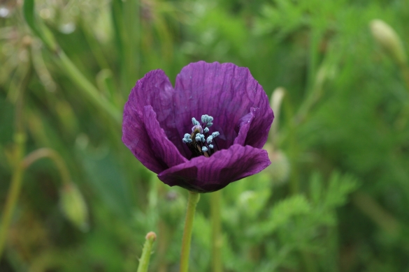 Roemeria hibridoa. MIKEL LORDA Roemeria hibridoa. MIKEL LORDA