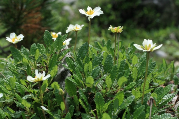 Dryas octopetala landarea. MIKEL LORDA Dryas octopetala landarea. MIKEL LORDA