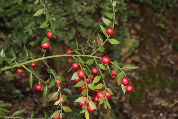 Ruscus aculeatus landarea. MIKEL LORDA Ruscus aculeatus landarea. MIKEL LORDA