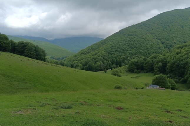 (ID_17653605606895) Iratiko basoa. Egurgio aterpea argazkiaren erdialdean, urrutian,