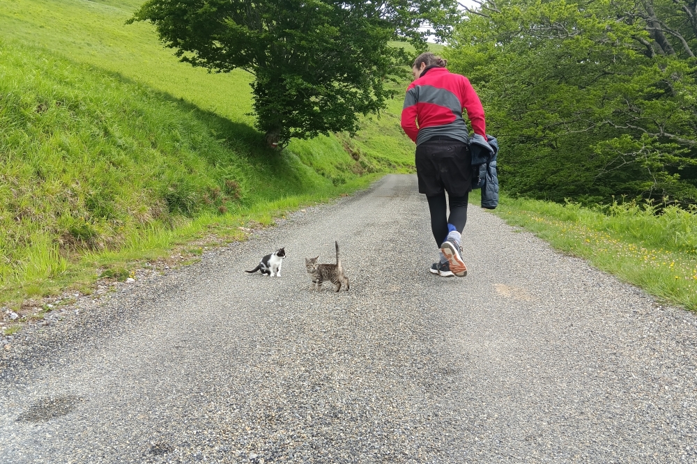 (ID_17653605170735) Gaztandegira eraman gintuzten katakumeak, Iratiko basoan.