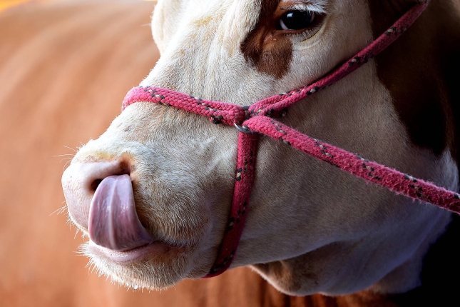 Behi bat Brasilgo ganadu feria batean. RICARDO RIMOLI / EFE Behi bat Brasilgo ganadu feria batean. RICARDO RIMOLI / EFE