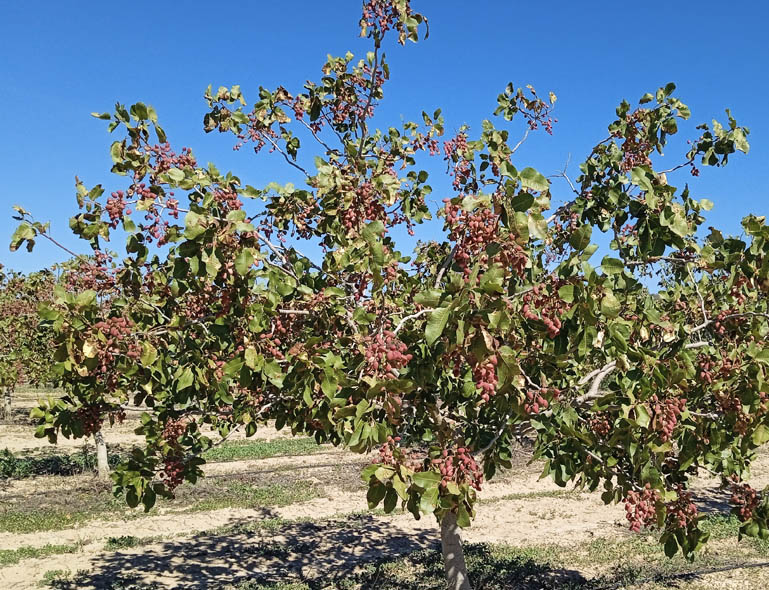 Grocin anaiek Faltzesen dituzten pistatxondoak. BERRIA