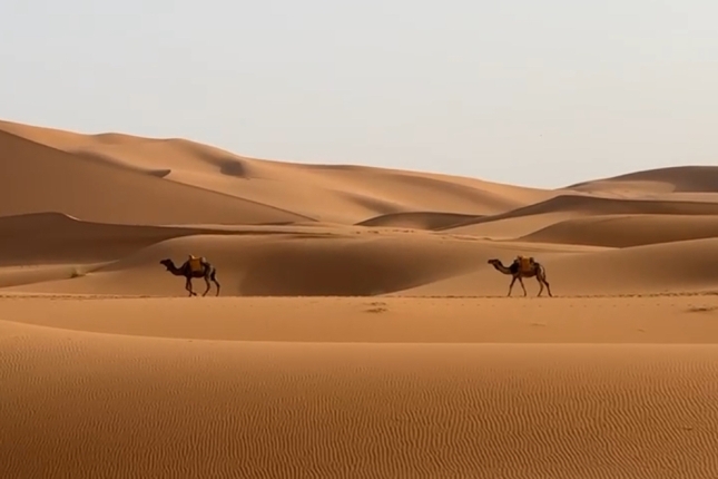 Saharako basamortu lehorrean dromedarioak aske. INGE GOENAGA GOROSTIAGA