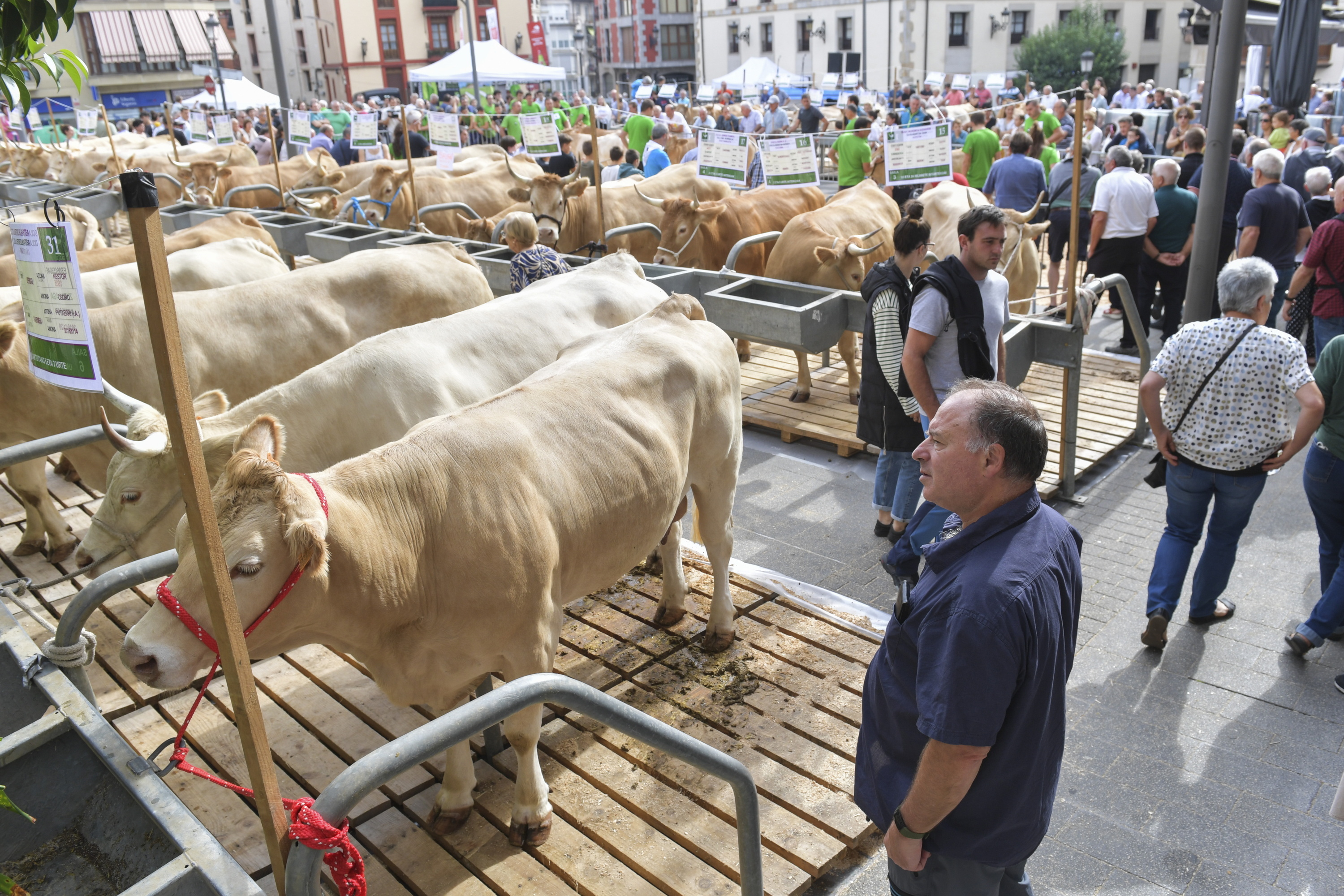 Behiak Ordiziako euskal jaiko azokan, artxiboko irudi batean. IDOIA ZABALETA / FOKU
