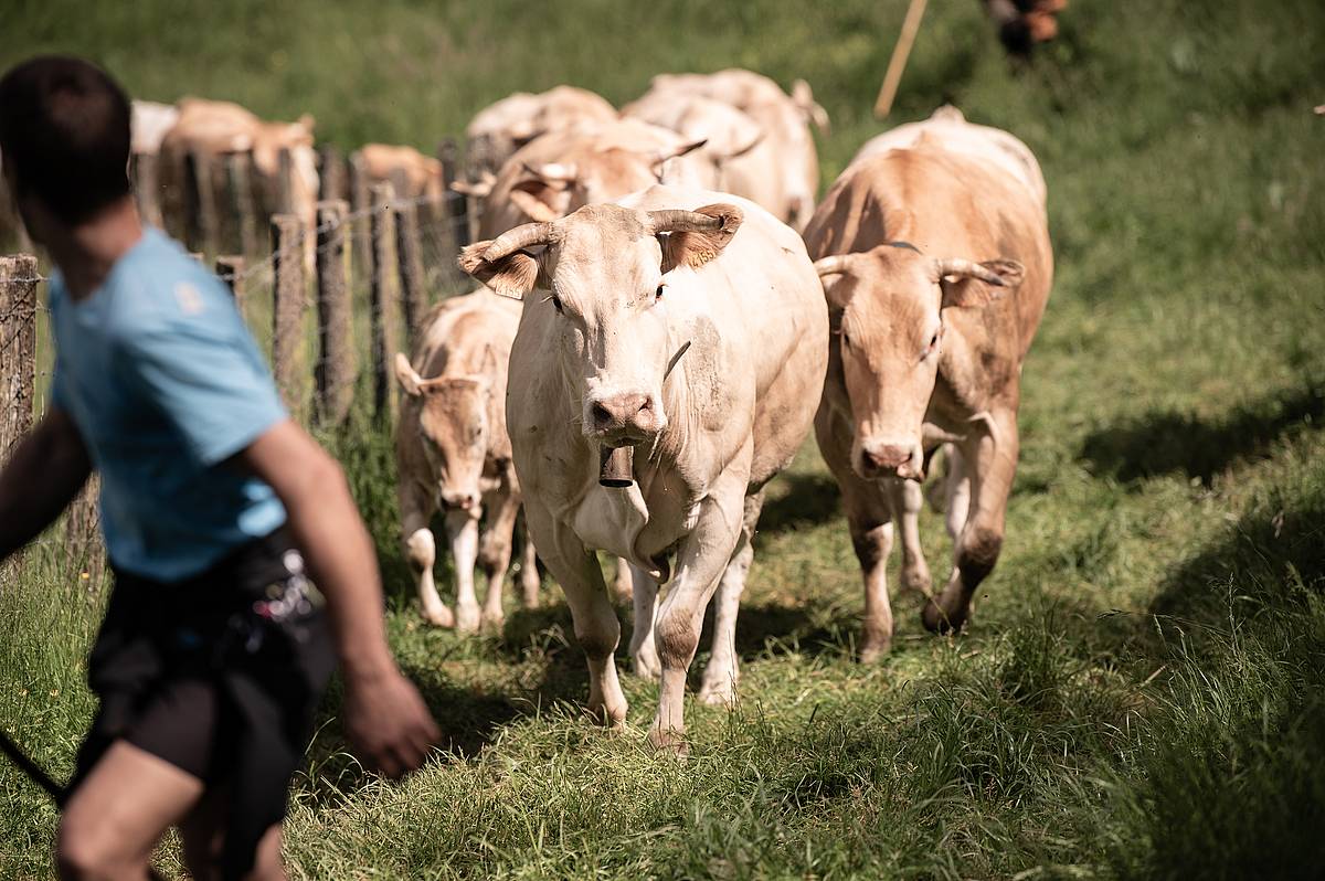 Behi talde bat Urepelen, artxiboko irudi batean. PATXI BELTZAIZ