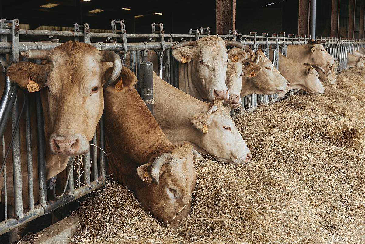 Behiak Domentxaineko etxalde batean. GUILLAUME FAVEAU