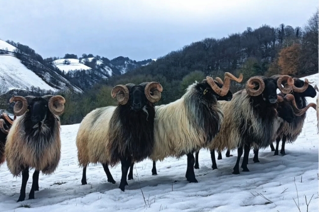 Manex ardi burubeltzak, Iturribeltzea etxaldean, elurretan. MIREN AIRE