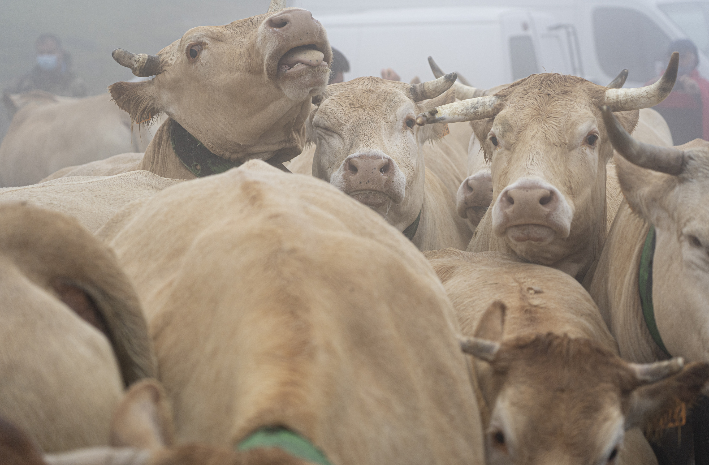 Behi talde bat Erronkarin, Nafarroan. JAGOBA MANTEROLA / FOKU